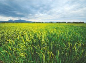 Paddy Field - Karawang
